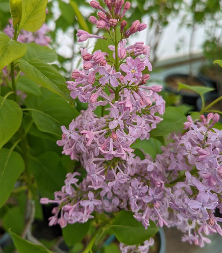 3G SYRINGA VULGARIS Common Lilac 1000772