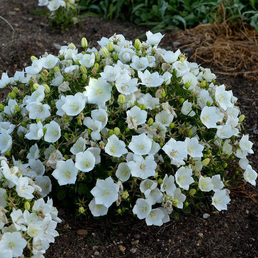 1G Campanula carpatica 'Rapido White' Rapido White Carpathian Bellflower 1009563