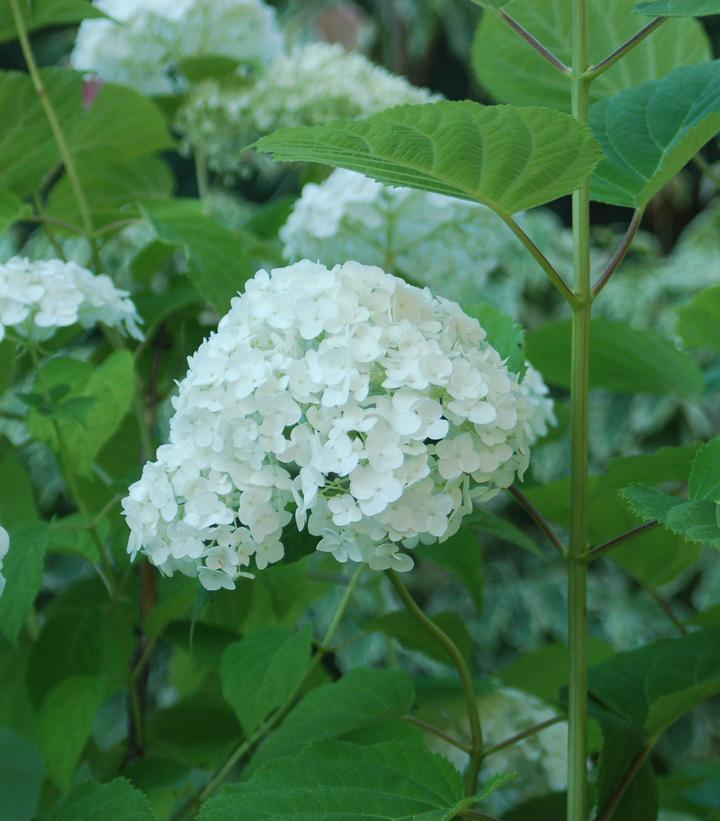 3G Hydrangea arborescens 'Incrediball' ('Abetwo') Incrediball® Hydrangea: Patent PP20,571 1004267