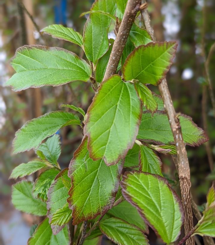 7G Parrotia persica 'Persian Spire' ('JLColumnar') Persian Spire™ Upright Ironwood: Patent PP24,951