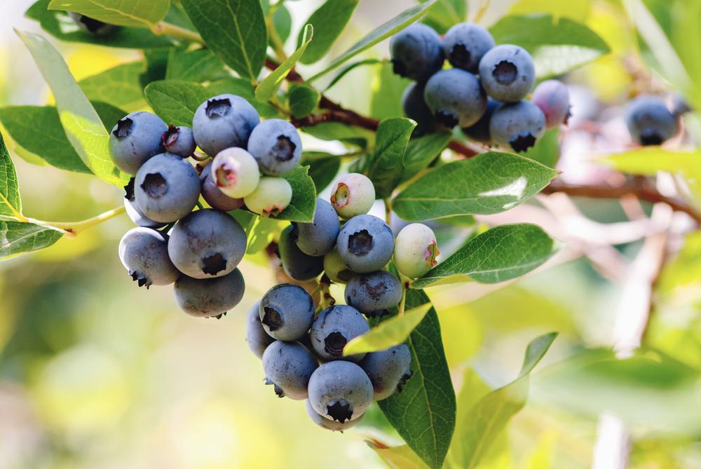 1G VACCINIUM ANGUSTIFOLIUM Lowbush Blueberry 1001135