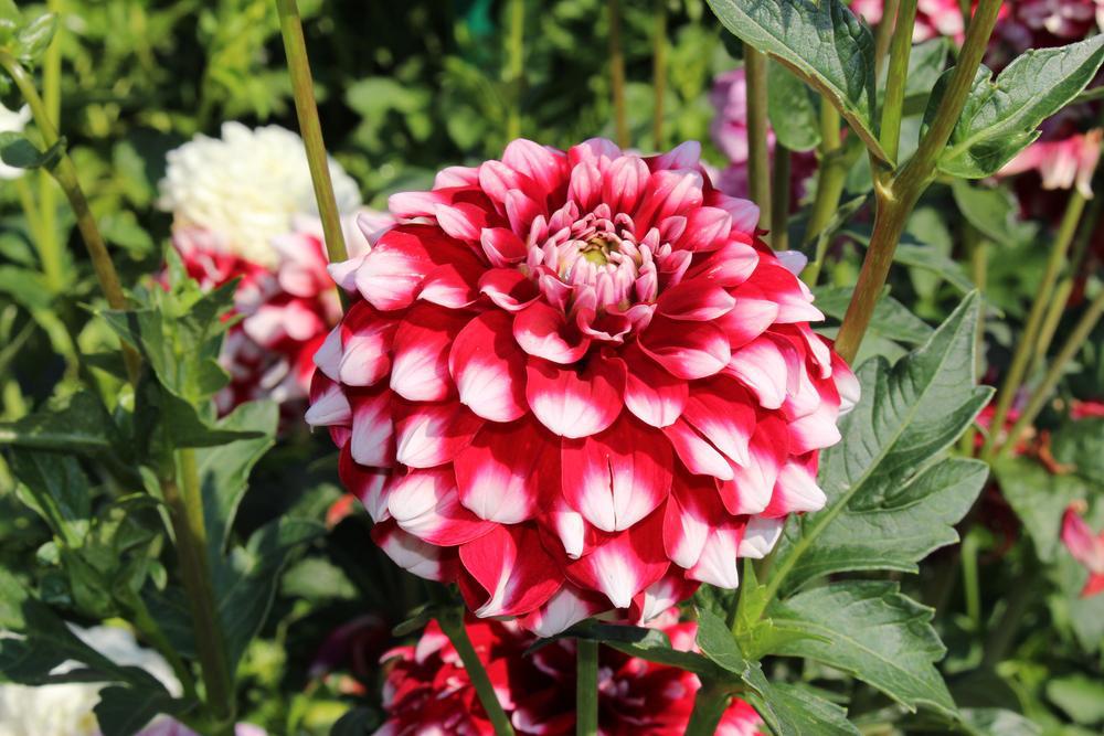 12" Dahlia 'Checkers' Checkers Dahlia (RED/WHITE) 1014603