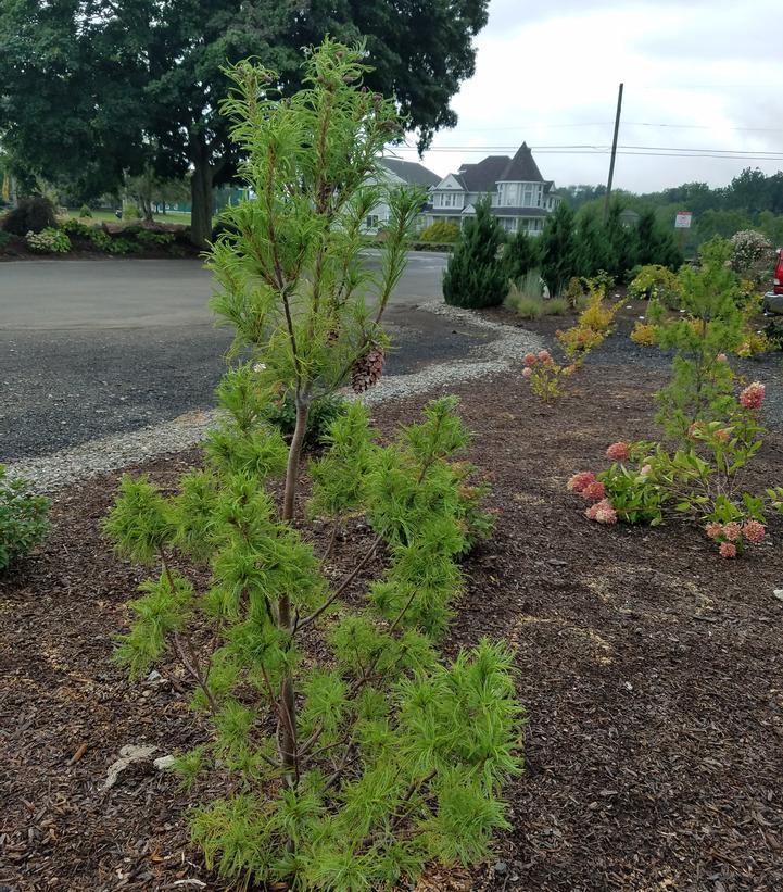 3G PINUS STROBUS TORULOSA (Scrub White Pine) Twisted Needle White Pine 1003949