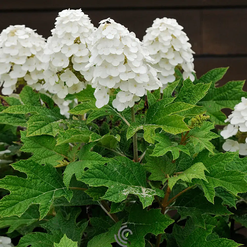 3G Hydrangea quercifolia 'Alice' Alice Oakleaf Hydrangea 1008043