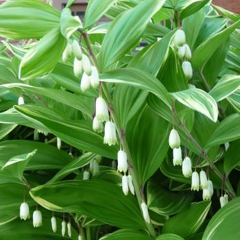 2G POLYGONATUM ODORATUM 'VARIEGATUM' (Solomon's Seal)