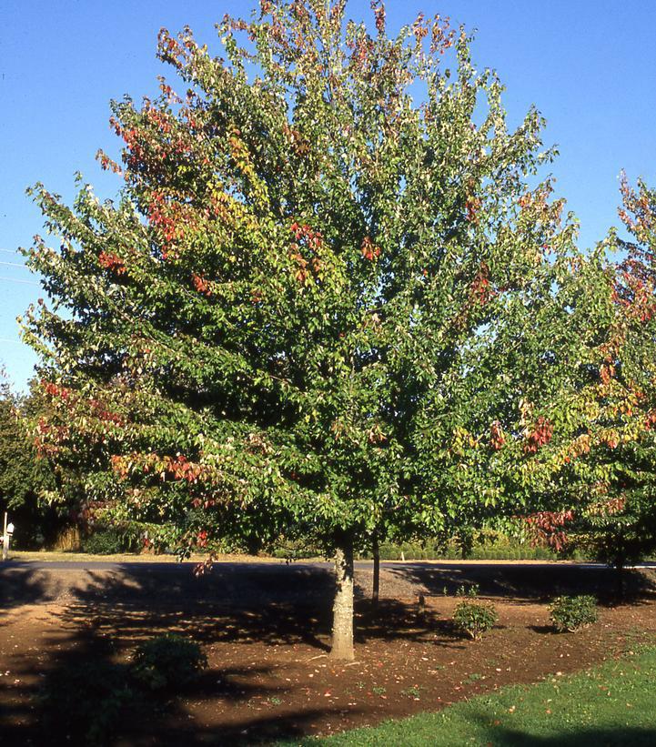 7G Acer rubrum 'Red Sunset' ('Franks Red') Red Sunset® Red Maple 1001654