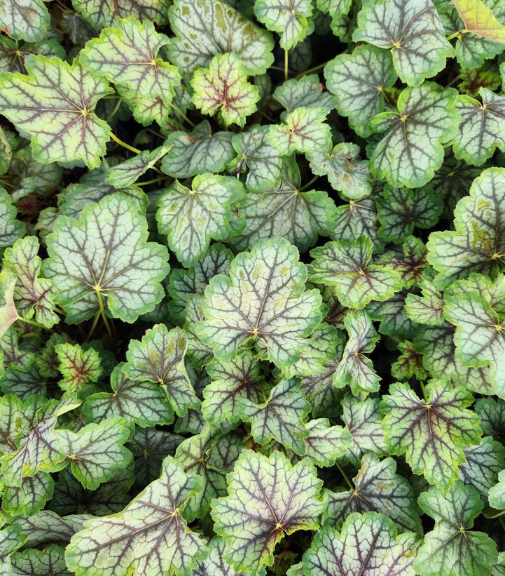 1G Heuchera americana 'Green Spice' Green Spice Coral Bells 1012088