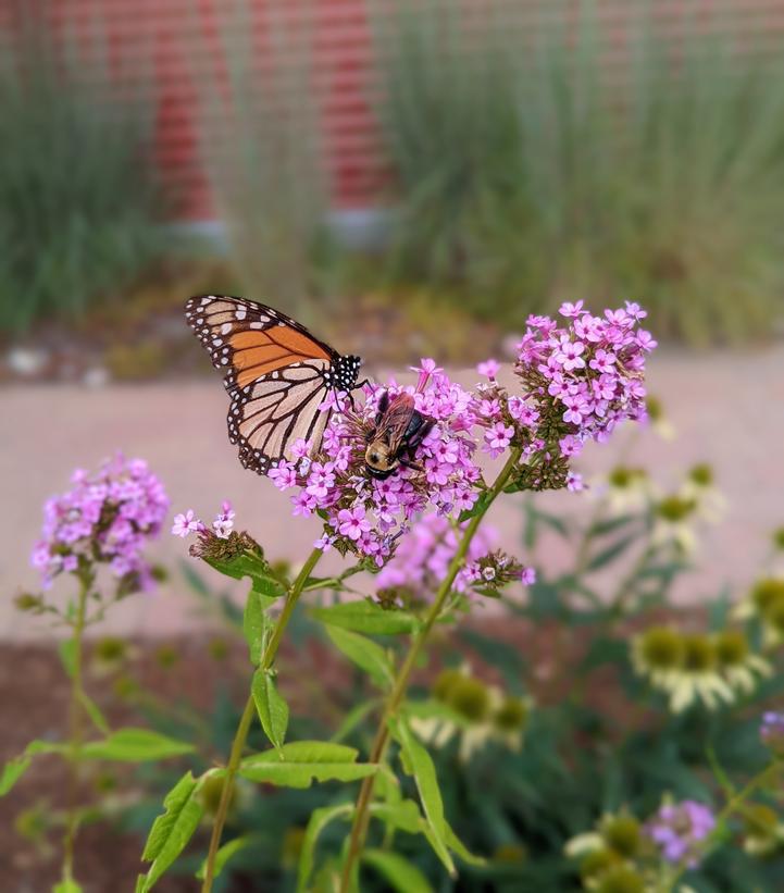 2G Phlox paniculata 'Jeana' Jeana Garden Phlox 1005530