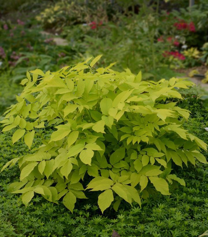 2G Aralia 'Sun King' Golden Japanese Spikenard 1006860