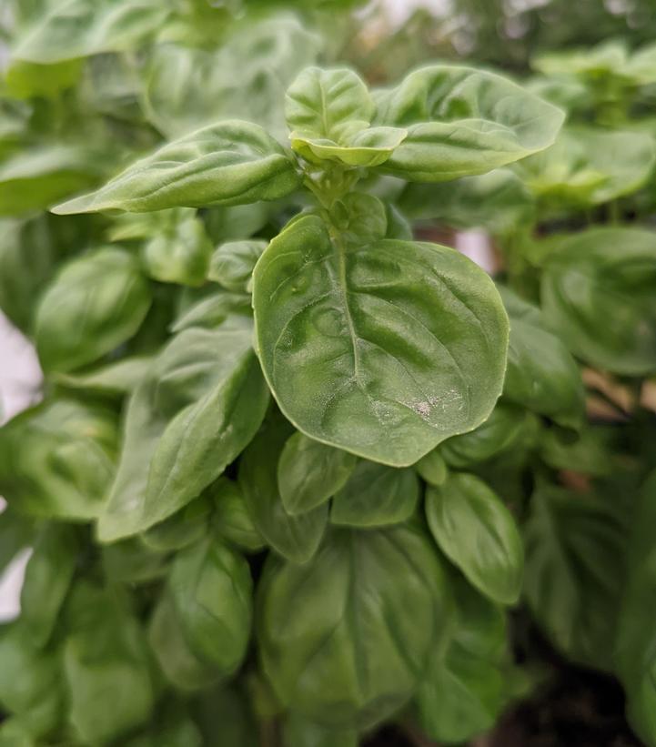 1G Ocimum basilicum 'Everleaf Genovese' - BASIL 1013133