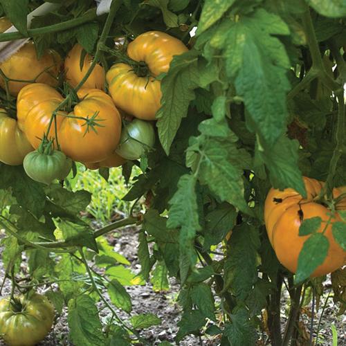 1G Tomato 'Orange Strawberry Oxheart' Orange Strawberry Oxheart Tomato 1005002