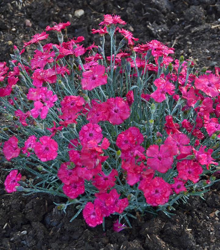 1G Dianthus hybrid 'Paint the Town Magenta' Paint the Town Magenta Pinks: Patent PPAF 1008833