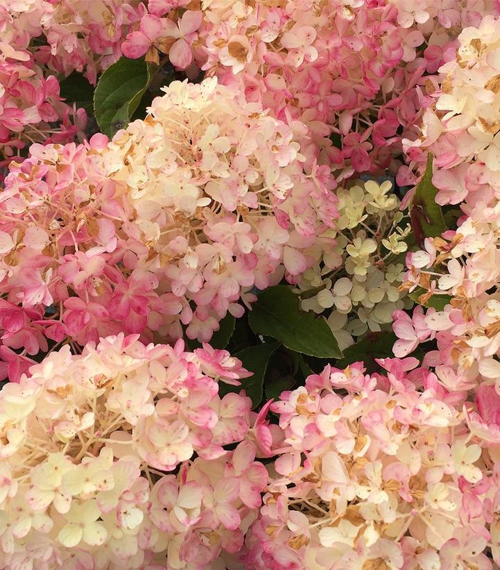 2G Hydrangea pan. Fire Light Tidbit® ('SMNHPK') Fire Light Tidbit® Panicle Hydrangea: Patent ppaf 1012715