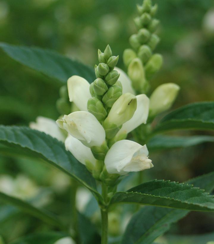 1G Chelone glabra Turtlehead 1003659