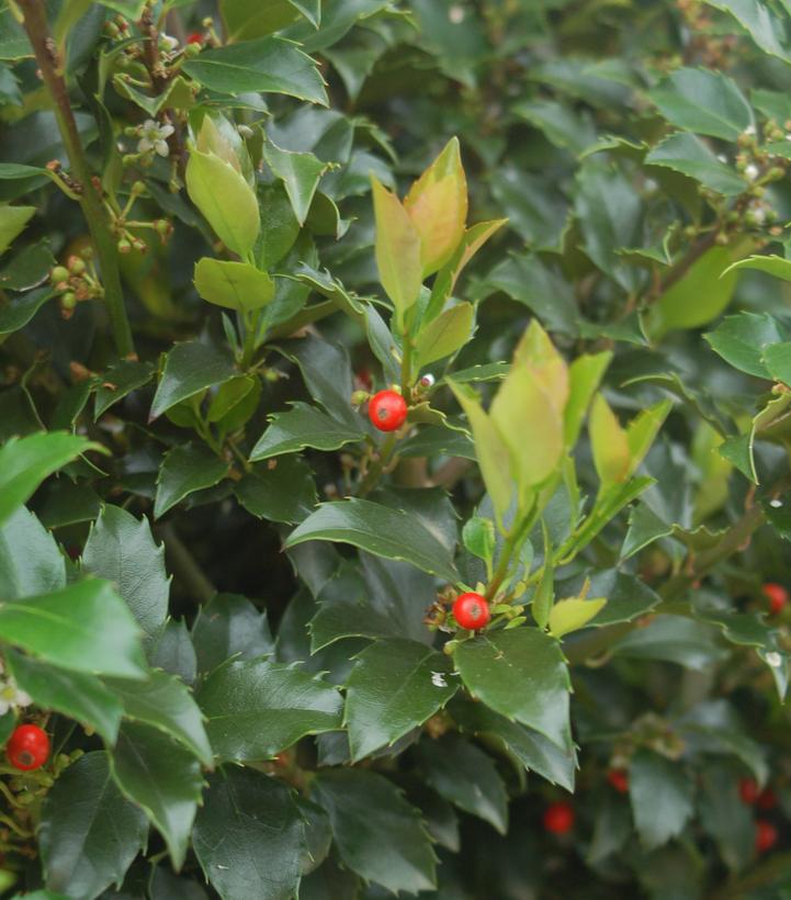 10G Ilex X meserveae 'Blue Maid' Blue Maid Holly 1003486