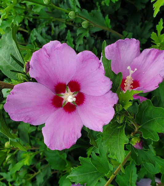 3G Hibiscus syr. 'French Cabaret' Blush ('MINDOUB1') : Patent PP27,840 1012333