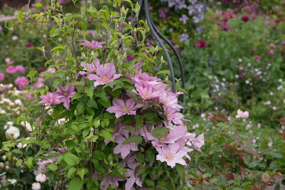 8" Clematis 'Sally' ('evipo077') Sally™ Clematis 1004921