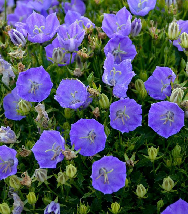 1G Campanula Carpatica 'Rapido Blue' Rapido Blue Carpathian Bellflower