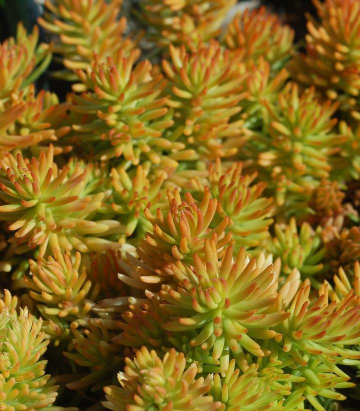 1G Sedum rupestre 'Prima Angelina' Prima Angelina Stonecrop: Patent PP32,414 1013239