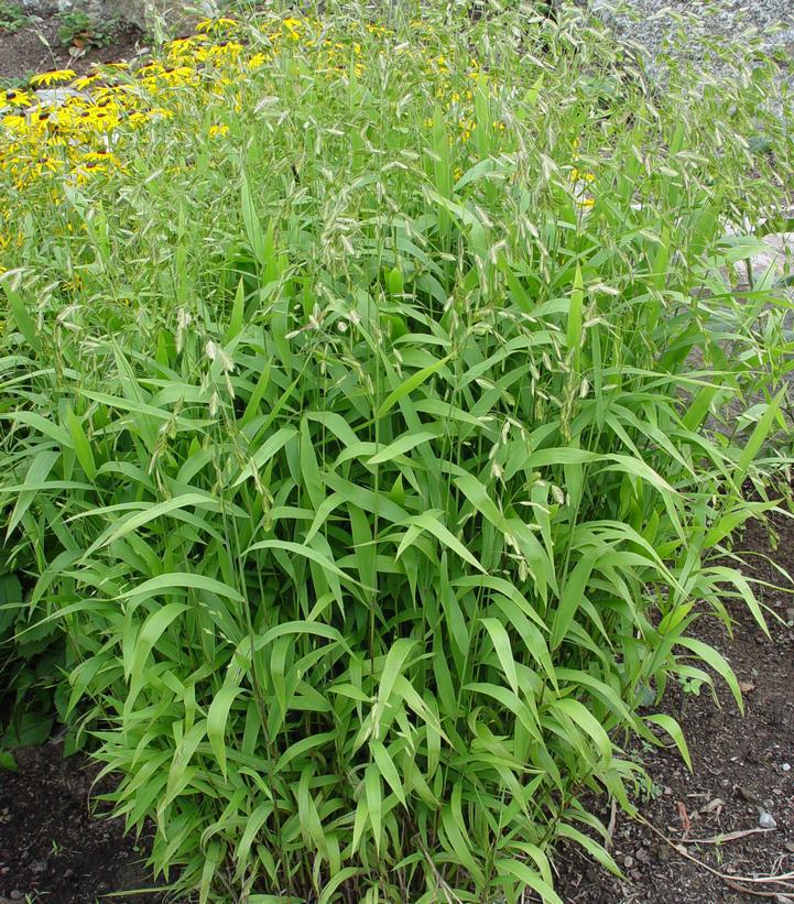 1G CHASMANTHIUM LATIFOLIUM AB (Northern Sea Oats) 1003457