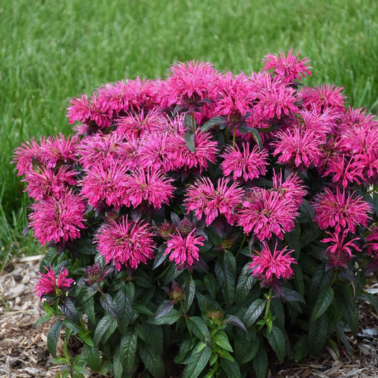 2G Monarda Sugar Buzz® 'Berry Taffy' Berry Taffy Bee Balm: Patent PPAF 1013244