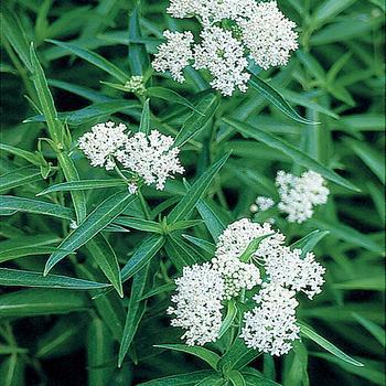 2G Asclepias incarnata 'Ice Ballet' Ice Ballet Swamp Milkweed 1005598