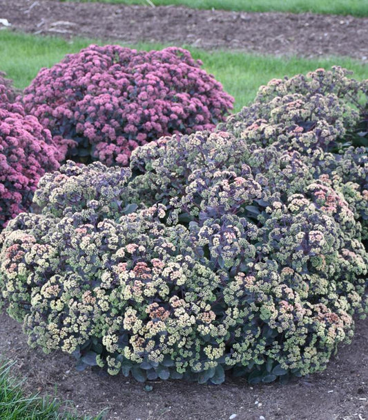 1G Sedum 'Night Light' Autumn Stonecrop 1014041