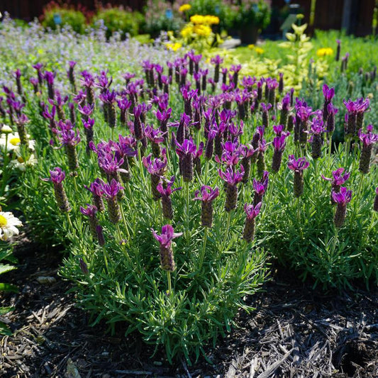 1G Lavandula stoechas 'Primavera' ('Anouk Deluxe 1225') Spanish Lavender: Patent PP33,269 1015271