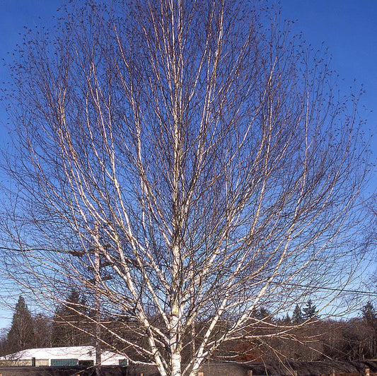 7G Betula jacquemontii White-Barked Himalayan Birch 1000573
