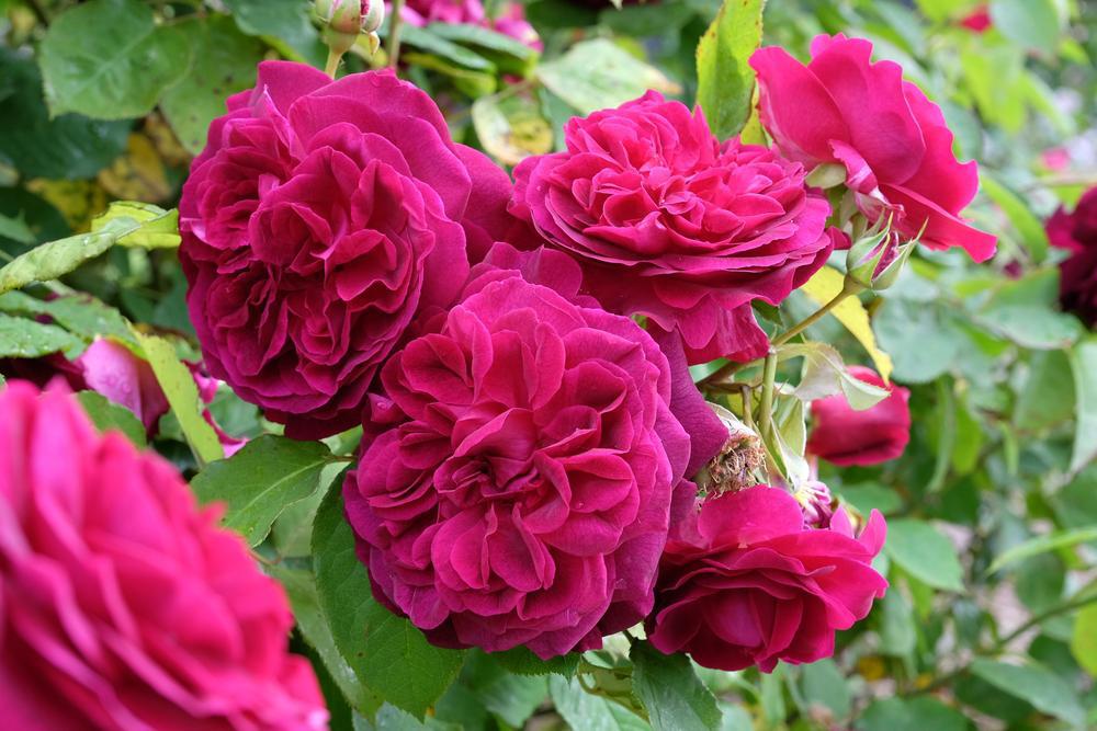 3G Rosa Darcey Bussell Darcey Busssell English Rose: Patent PP18717 1007533