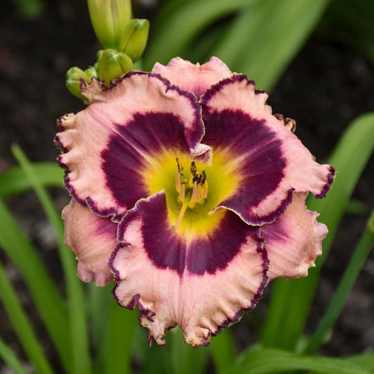 2G Hemerocallis hybrid Rainbow Rhythm® 'Sound of My Heart' Sound of My Heart Daylily: Patent PPAF 1012013