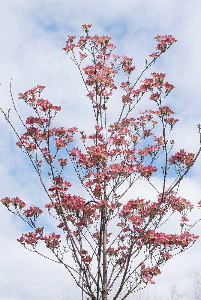 7G Cornus florida 'Cherokee Brave' ('Comco No.1') Cherokee Brave™Flowering Dogwood 1001840