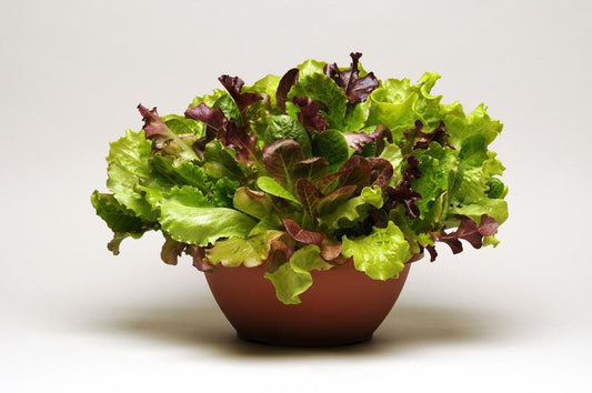 1G Lettuce 'Endless Summer' Mix Endless Summer Salad Greens Mix 1007711