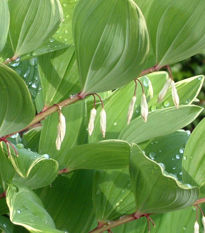 1G Polygonatum odoratum 'Variegatum' Variegated Solomon's Seal 1003009