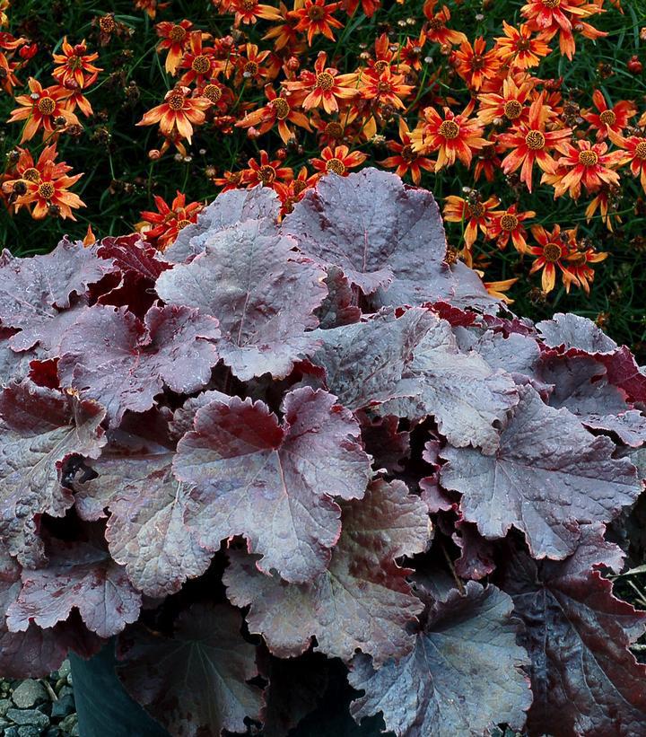 8"  Heuchera Northern 'Exposure Black' ('TNHEUNEB') Northern Exposure™ Black Coral Bells: Patent PP30,583 1011823