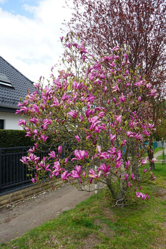 3G Magnolia Liliiflora Jane Jane Magnolia1000450