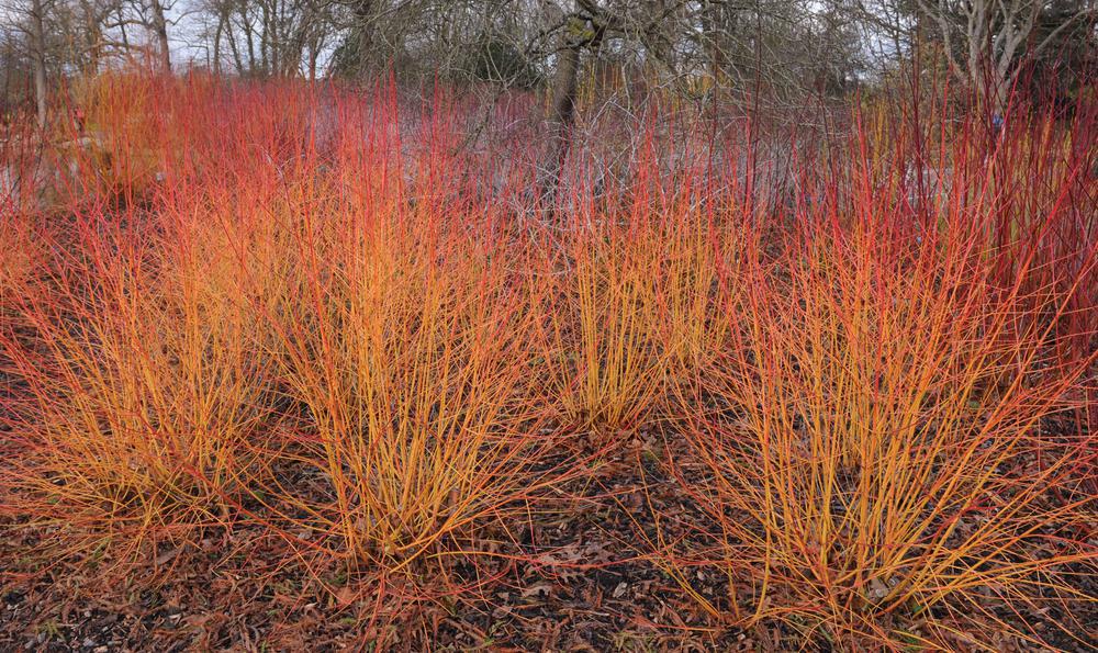 3G Cornus sanguinea Arctic Sun® ('Cato') Arctic Sun® Dogwood: Patent PP19892 1003691