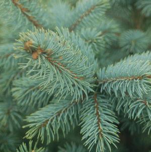 10G PICEA PUNGENS `BABY BLUE` (Blue Spruce) Baby Blue Blue Spruce 1003807