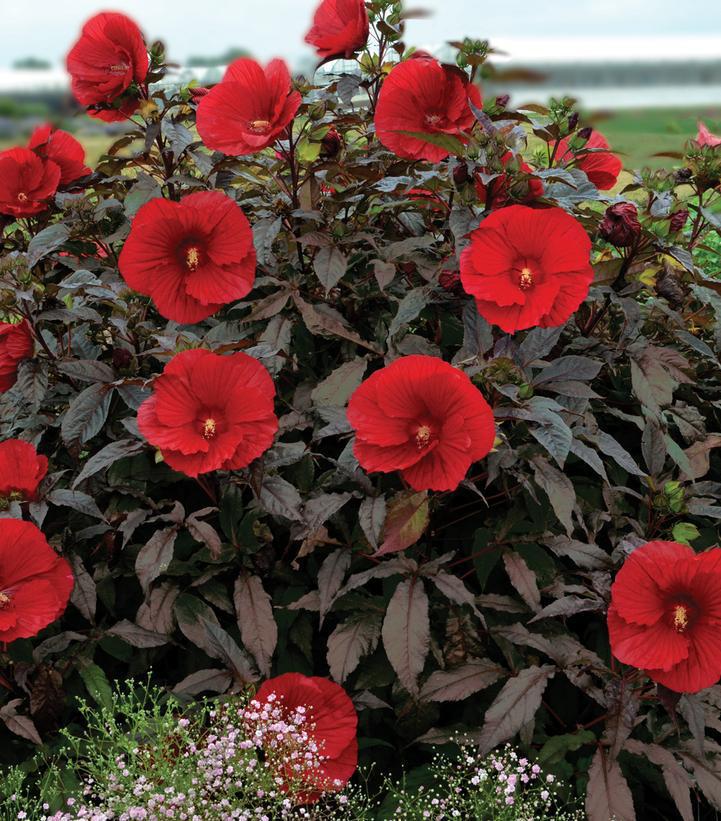 3G Hibiscus 'Midnight Marvel' Midnight Marvel Rose Mallow: Patent PP24,079 1011958