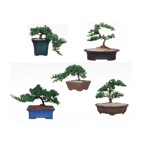 Juniper Bonsai 12" Pot - SBA-JUN12