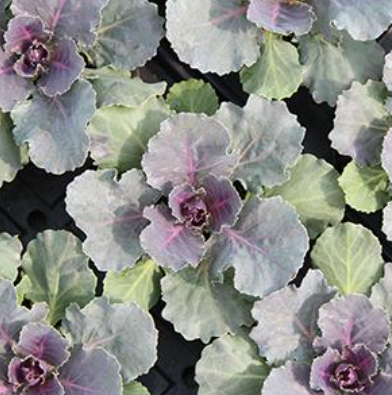 4.5" Ornamental Cabbage - Songbird Red