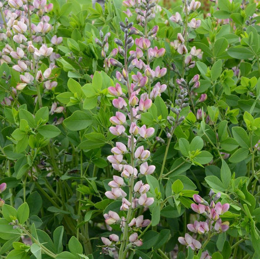 1G Baptisia hybrid Decadence® 'Pink Truffles' Pink Truffles False Indigo 1008771