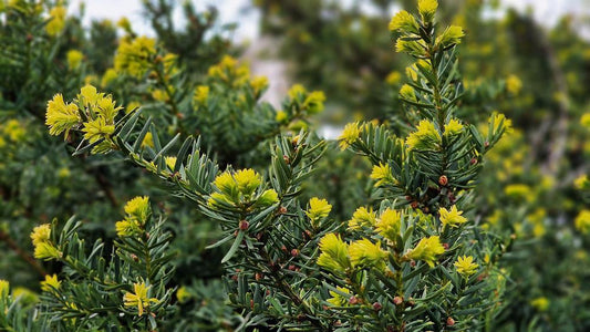 7G Taxus cuspidata 'Densiformis' Dense Spreading Yew 1002887