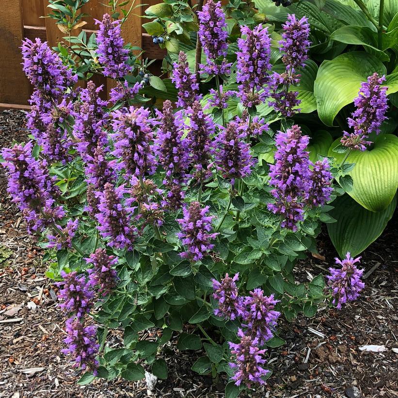 1G Agastache 'Poquito Dark Blue' ('TNAGAPDB') Paquito™ Blue Dwarf Hummingbird Mint: Patent PP28,590 (Hyssops) 1012197