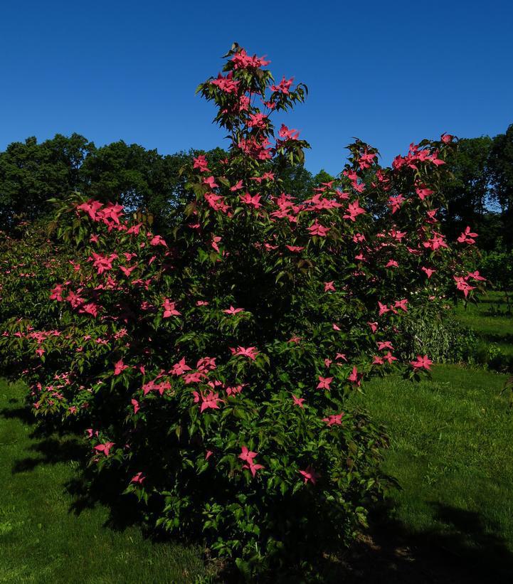 7G CORNUS KOUSA 'SCARLET FIRE' ('Rutpink') Kousa Dogwood: Patent PPAF 1009230