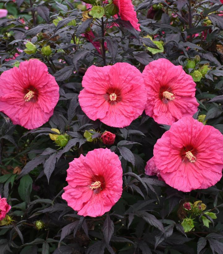 3G Hibiscus Summerific® 'Evening Rose' Evening Rose Rose Mallow: Patent PPAF 1011961