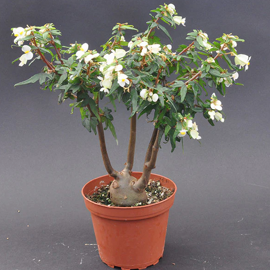 4" Begonia Partita (Can use for Bonsai)