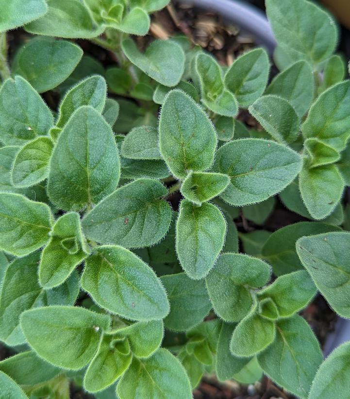 1G ORIGANUM V.S. HIRTUM- GREEK OREGANO 1001307