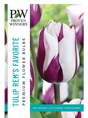 Netherland Bulb - Tulip Rem's Favorite 12/+ cm - 6505913018