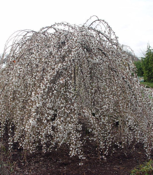 7G PRUNUS X `SNOW FOUNTAIN` ('Snofozam') 4 FT STD (Weeping Cherry) 1008279c